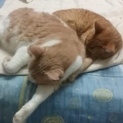 dasdas